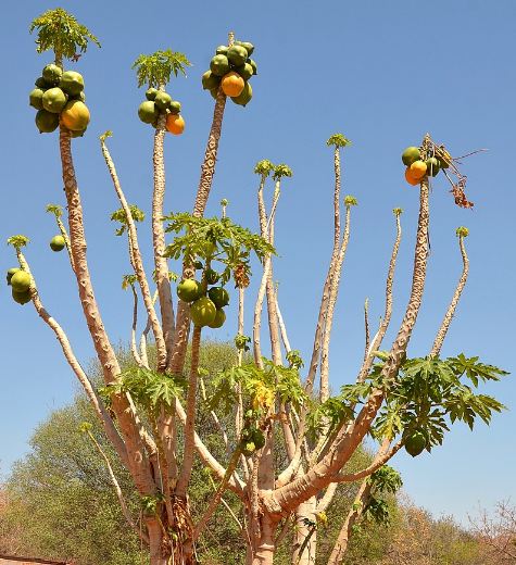 Papaya_trees_in_South_Africa