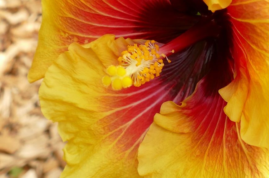 Picture of a yellow hibiscus flower.