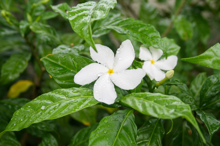 Tabernaemontana is a genus of flowering plants in the family Apocynaceae