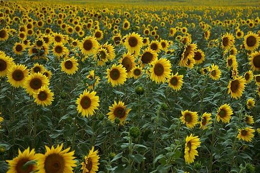 Sunflower field facing the sun