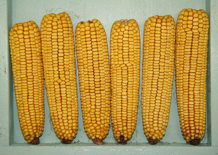 Types of Corns