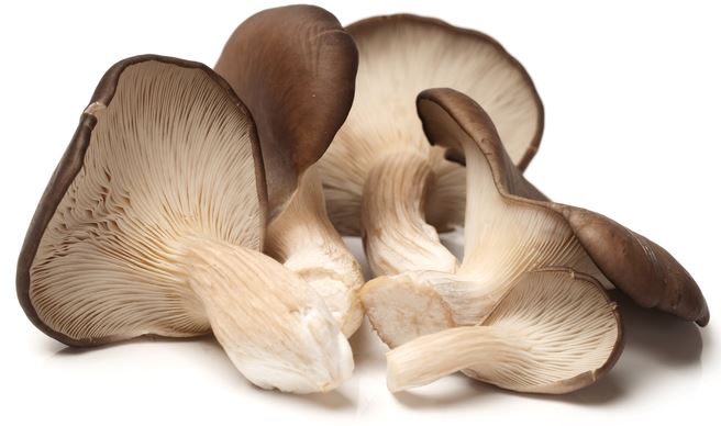 Types of Oyster Mushrooms