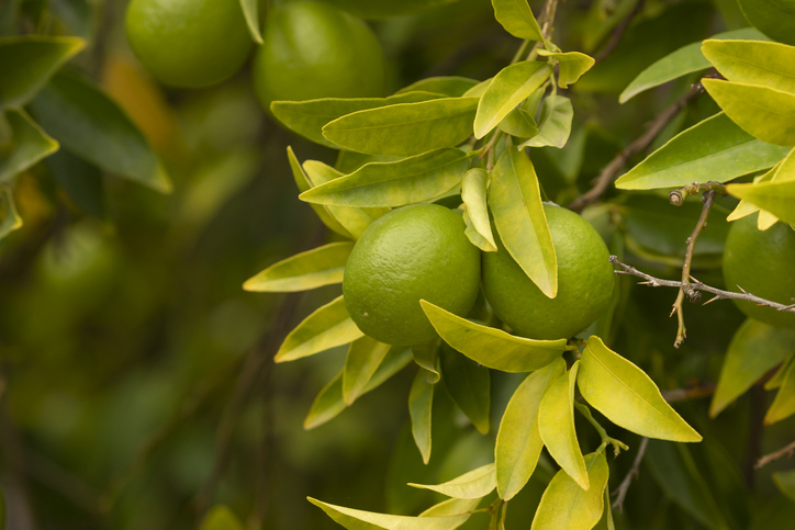 Citrus aurantifolia tree, full of fruits, limes