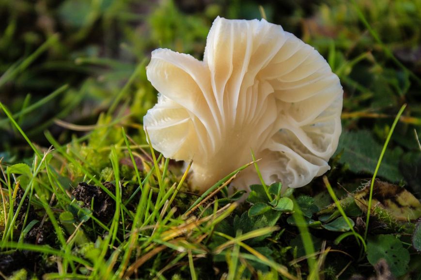 an oyster mushroom