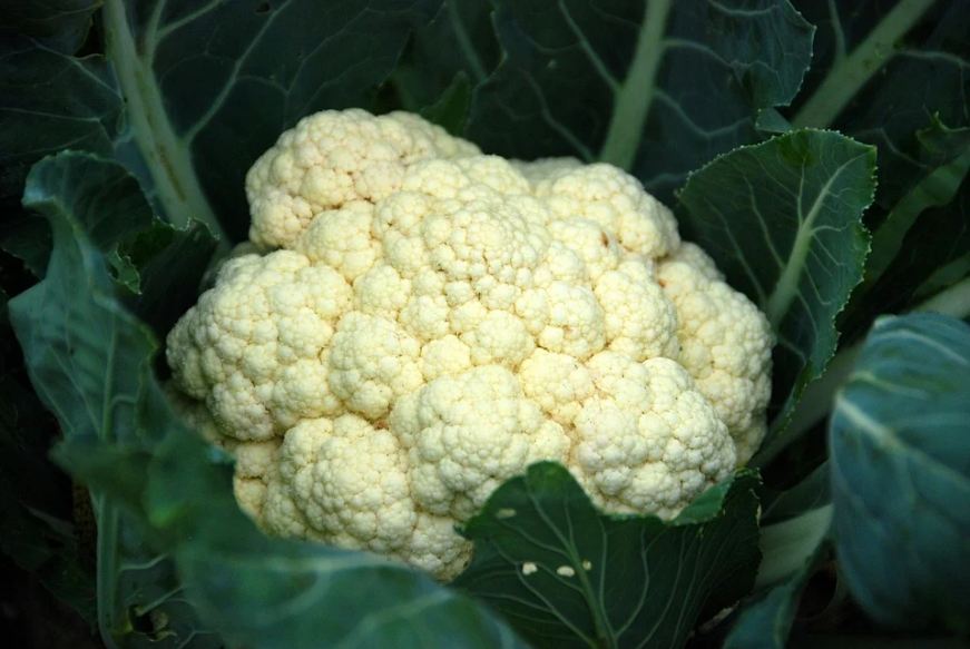 cauliflower-vegetable-healthy-food