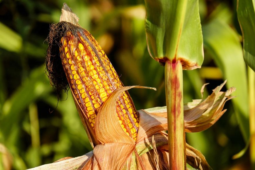 corn-on-the-cob-corn-food-field