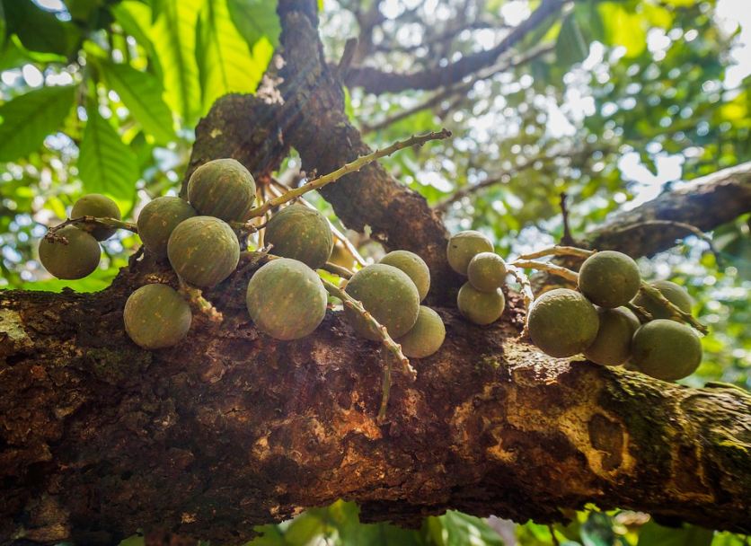 duku fruit hanging from its tree