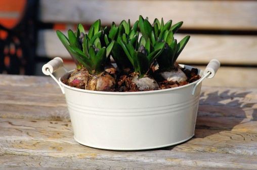 hyacinth_container_onions_basket_metal_white_ornament_deco