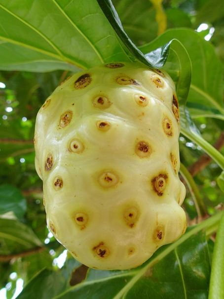 image of noni fruit