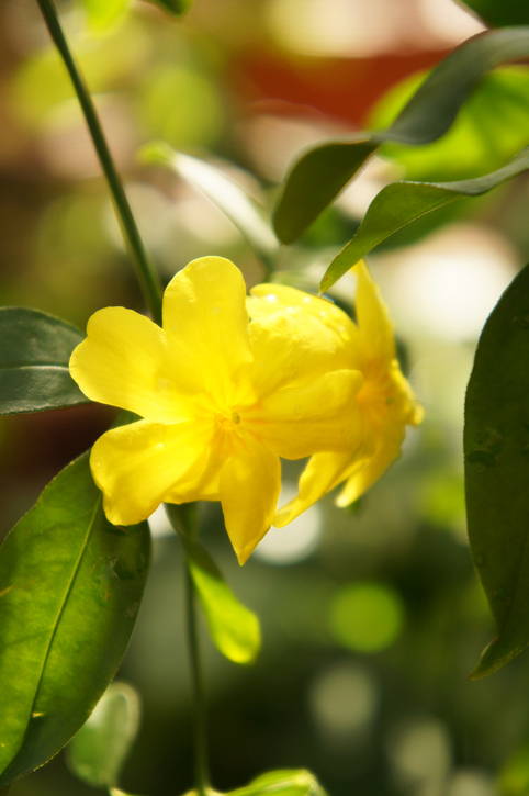 Jasminum mesnyi or primrose jasmine or japanese jasmine yellow flower with green