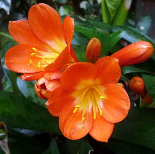 the beautiful orange flowers of plant lily