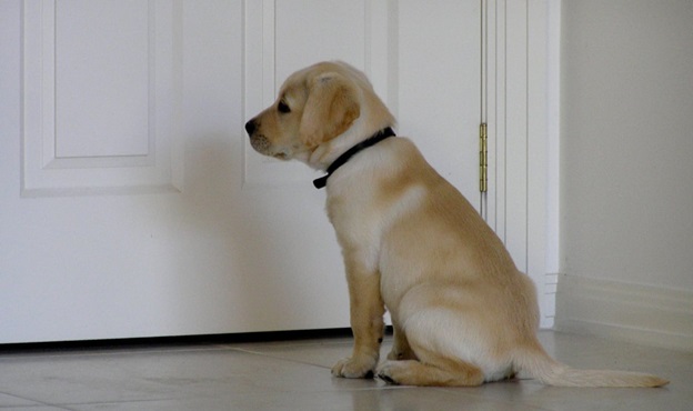 How To Tackle Dog Anxiety Like A Pro