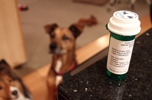 Medication For Dogs With Anxiety
