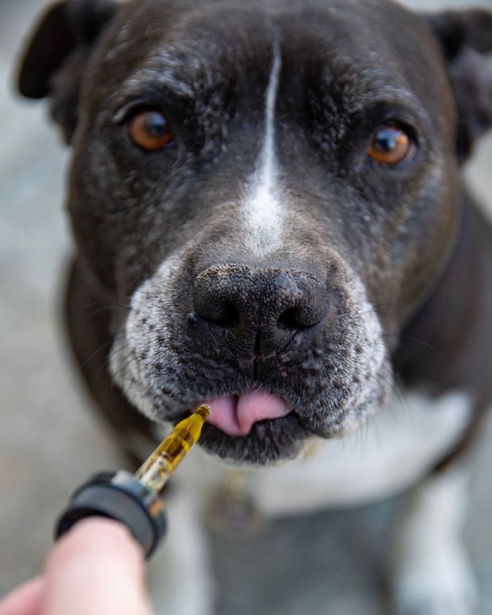 Things You Should Know Before Giving CBD to Your Dog