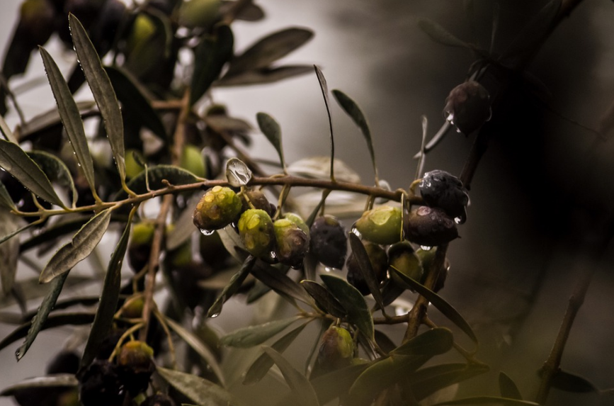 olive tree branch