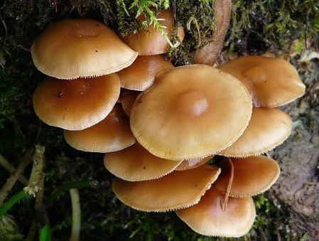 Enoki mushrooms.