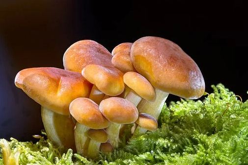 Wild Mushrooms. 