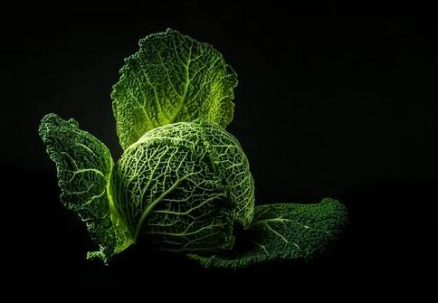 Green Cabbage. 