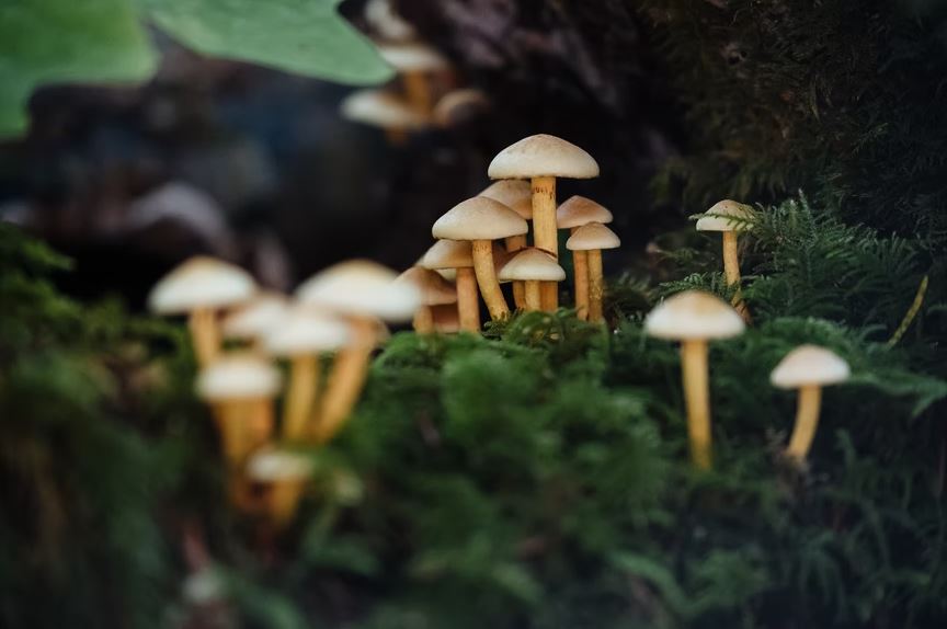 Love of Mushrooms