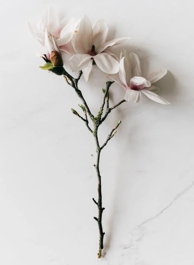 Recipes That Use Magnolia Flowers