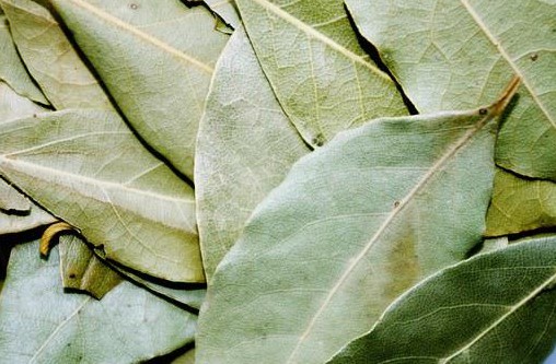What Are the Uses of Siliment Leaves