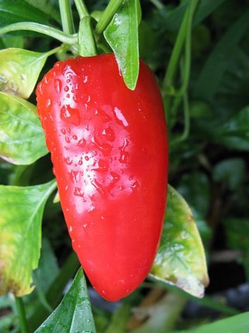 Mature Fresno Chile Pepper