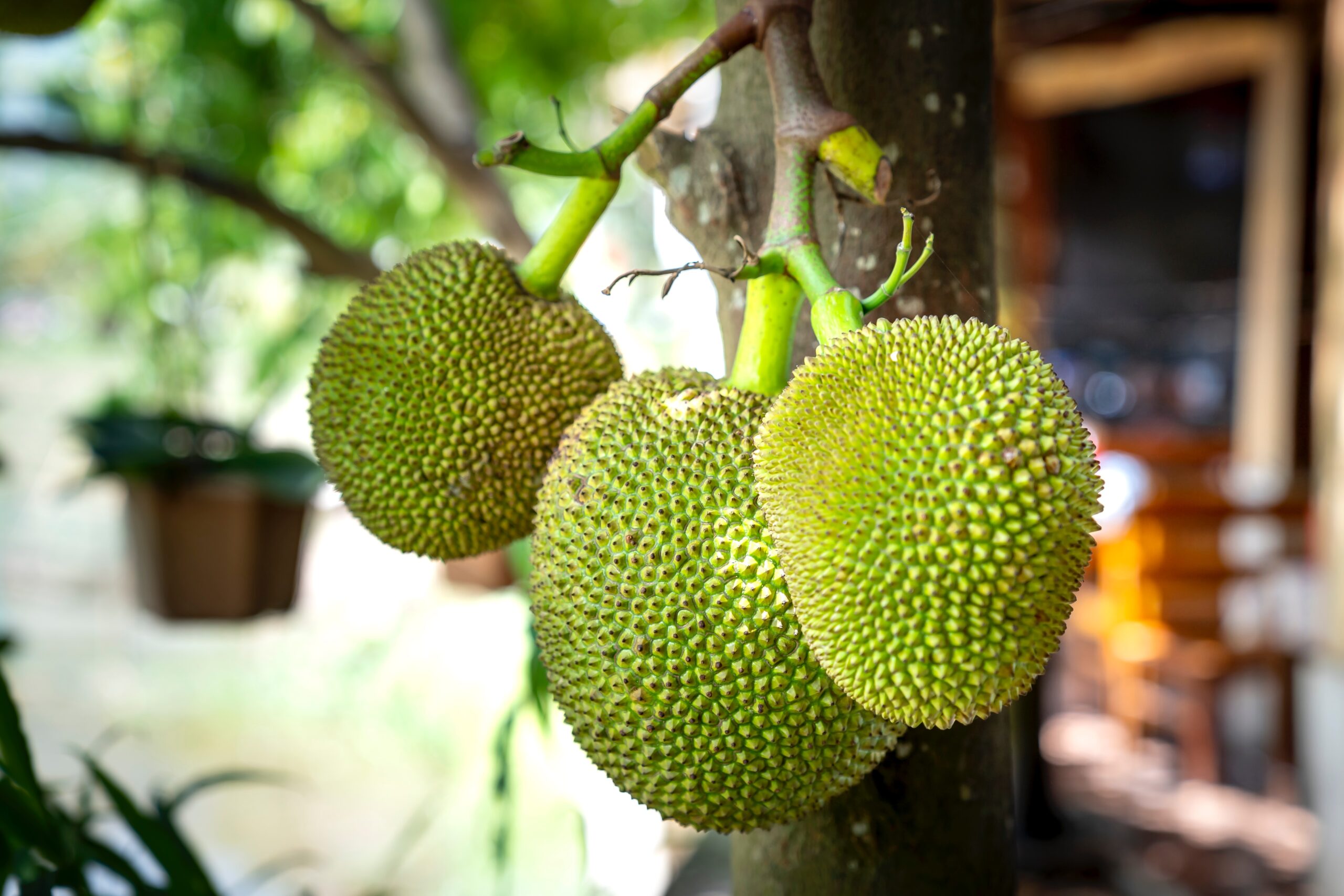 breadfruit-hanging-from-a-tree