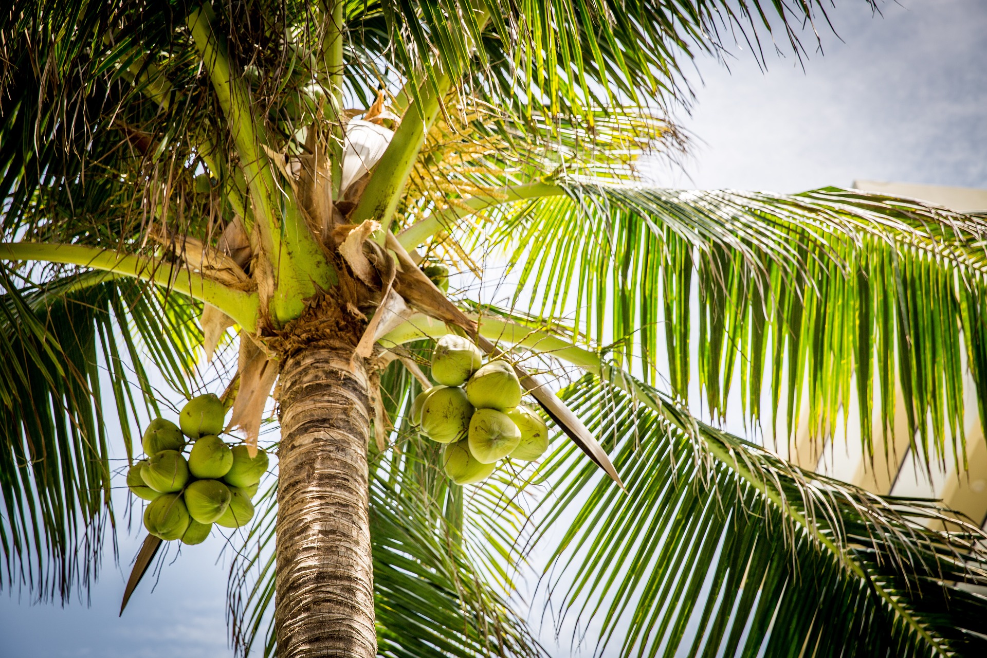 coconut-tree-with-coconuts