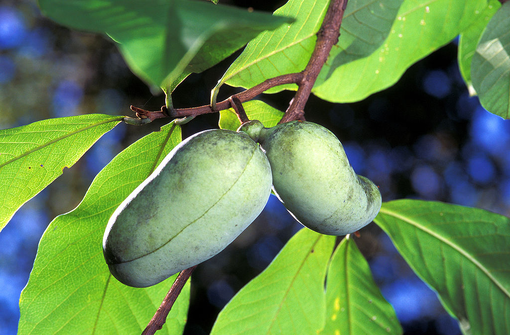 pawpaw-hanging-from-a-branch