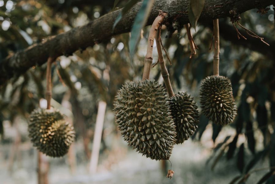 Durian-tree-branch-with-Durian-fruits