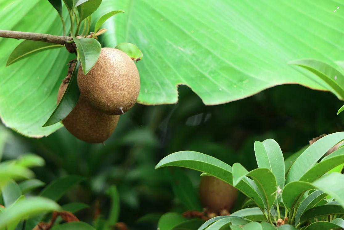 Learning-About-the-Sapodilla-Tree