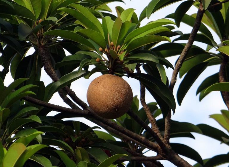 Sapodilla-tree-and-fruit